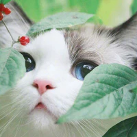 Các nữ sinh.