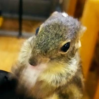 con tg thích baylak