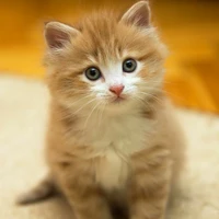 Kiwi-Hệ thống 001