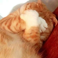 Giữa ⭕ có kem Macadamia