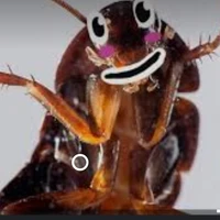gián cute