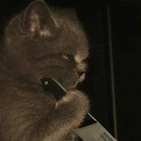 all hắc ngưu đoàn