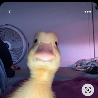 tác giả nè (◍•ᴗ•◍)