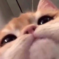 Thằng tác giả
