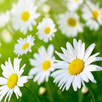 Hệ thống điều hành