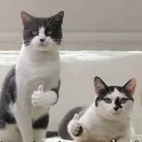 cả hai nhóm Narusasu