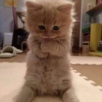 tác giả mê trai