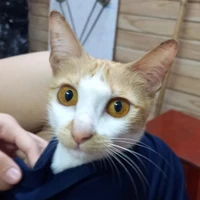 tác giả