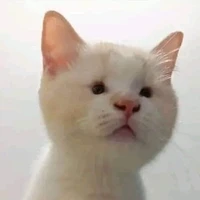 Tác giả xênh đập