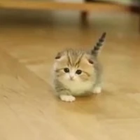 Ri tác giả