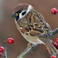 Những chú chim sẻ