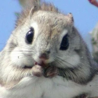 Mấy con động vật khác