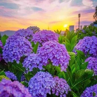 Bình luận: Hoa tung bay