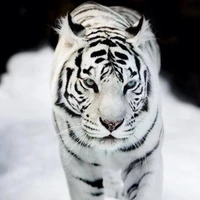 Hệ thống - Bạch Hổ