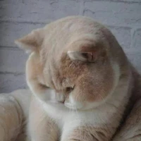 Bác sĩ