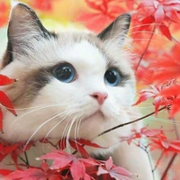 Pé mèo chimte hột me:33
