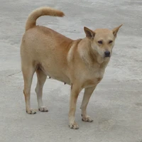 con chó vàng