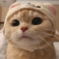 Muchi