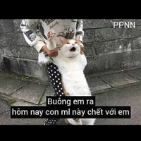 Cả 2