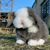 Reen...tác giả đây...