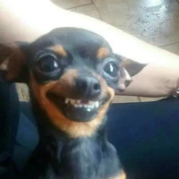 Cờ rút con An