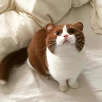 Nekosama