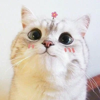 Meichan nhưng cute :))