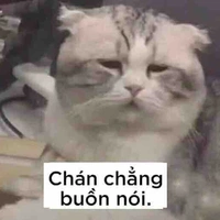 Bff bà tác giả