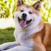 vàng