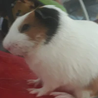 cô căn tin dưa leo