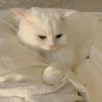 Ari