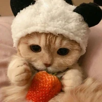 Tác Giả Đáng Yêu