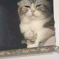 Mèo béo
