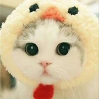 y/n chinaka