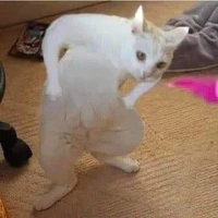 mèo giản hòa