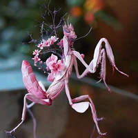 Orchid Mantis process