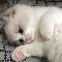Miu Nhi / pet mèo của Phong