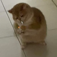 tác giả