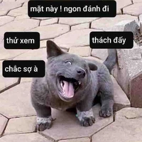 Con chos thưn thiện :)