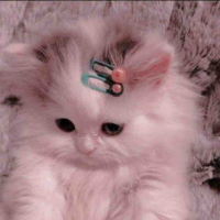 Bé mèo của luna