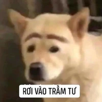 con chó