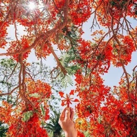 người kể truyện