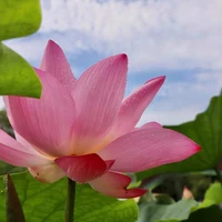 con tác giả thích hoa sen