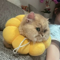 con mẹ tác giả