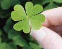 Tác giả: Cỏ ba lá