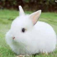 Thỏ con - Tiểu Hạ