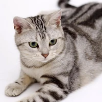 mèo mướp