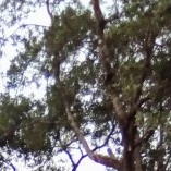 côn đồ