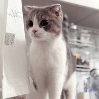 mèo(lisa)