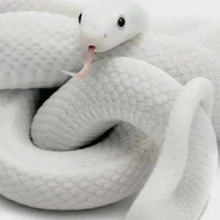 Kaburamaru